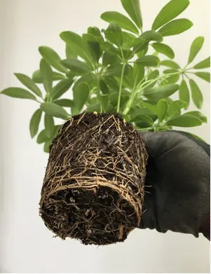 Enraizador en cultivo
