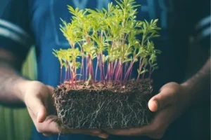 Beneficios del enraizador