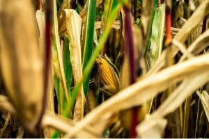 Enraizador mejora las cosechas
