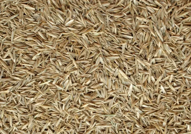 Pasto para Terreno Seco semilla