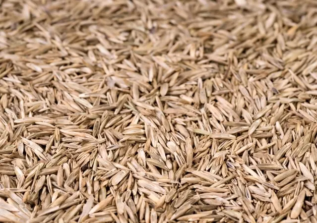 semilla de Pasto para Tránsito Pesado y Campos Deportivos